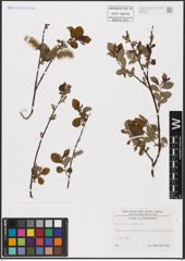 Foto von Salix aurita L.